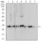 Mouse Monoclonal Antibody to YWHAB