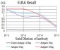 Mouse Monoclonal Antibody to RAN