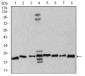 Mouse Monoclonal Antibody to RAN