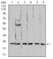 Mouse Monoclonal Antibody to RAN