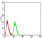 Mouse Monoclonal Antibody to AKT1