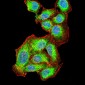 Mouse Monoclonal Antibody to AKT1