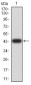 Mouse Monoclonal Antibody to AKT1