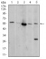 Mouse Monoclonal Antibody to AKT1