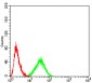 Mouse Monoclonal Antibody to AKT1