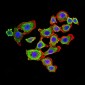 Mouse Monoclonal Antibody to CDH11