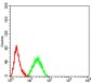 Mouse Monoclonal Antibody to CDH11