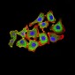 Mouse Monoclonal Antibody to CDH11