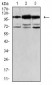 Mouse Monoclonal Antibody to CDH11