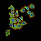 Mouse Monoclonal Antibody to UCP3