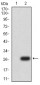 Mouse Monoclonal Antibody to UCP3