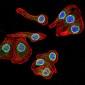Mouse Monoclonal Antibody to LMNB2