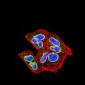 Mouse Monoclonal Antibody to LMNB2
