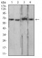 Mouse Monoclonal Antibody to LMNB2