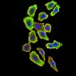 Mouse Monoclonal Antibody to TRAF2