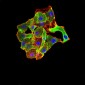 Mouse Monoclonal Antibody to TRAF2