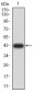 Mouse Monoclonal Antibody to TRAF2