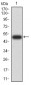 Mouse Monoclonal Antibody to MOB1A
