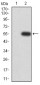 Mouse Monoclonal Antibody to MOB1A