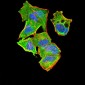 Mouse Monoclonal Antibody to PYCARD