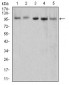 Mouse Monoclonal Antibody to XRN2