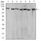 Mouse Monoclonal Antibody to XRN2