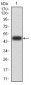 Mouse Monoclonal Antibody to DHX58