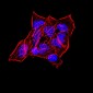 Mouse Monoclonal Antibody to SYN1