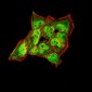 Mouse Monoclonal Antibody to SYN1