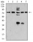 Mouse Monoclonal Antibody to SYN1