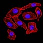 Mouse Monoclonal Antibody to SYN1