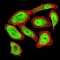 Mouse Monoclonal Antibody to SYN1