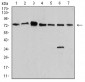 Mouse Monoclonal Antibody to SYN1