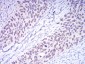 Mouse Monoclonal Antibody to DNMT3A