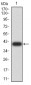 Mouse Monoclonal Antibody to DNMT3A