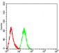 Mouse Monoclonal Antibody to ARF1