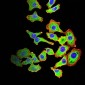 Mouse Monoclonal Antibody to ARF1