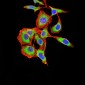 Mouse Monoclonal Antibody to ARF1