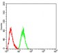 Mouse Monoclonal Antibody to ARF1