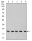 Mouse Monoclonal Antibody to Rab6b