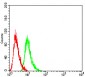 Mouse Monoclonal Antibody to Rab6b