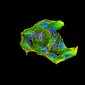 Mouse Monoclonal Antibody to Rab6b