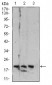 Mouse Monoclonal Antibody to Rab6b