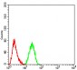 Mouse Monoclonal Antibody to KDM1A