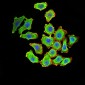 Mouse Monoclonal Antibody to KDM1A