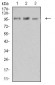 Mouse Monoclonal Antibody to KDM1A