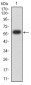 Mouse Monoclonal Antibody to KDM1A