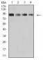 Mouse Monoclonal Antibody to KDM1A