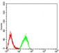 Mouse Monoclonal Antibody to PLD2