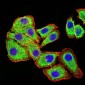 Mouse Monoclonal Antibody to PLD2